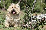 CAIRN TERRIER 287